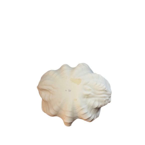 Clamshell Decor - Picture 3 of 5